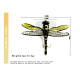 1pcs Topwater Dragonfly Dry Flies Insect Fly Fishing Lure 6G 7.5CM 