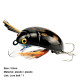 38mm/4.1g Fishing Tackle Cicada Bait Fishing Lure Insect Bug Lure Sea Beetle Crank Floating Wobblers For Bass Carp Fishing