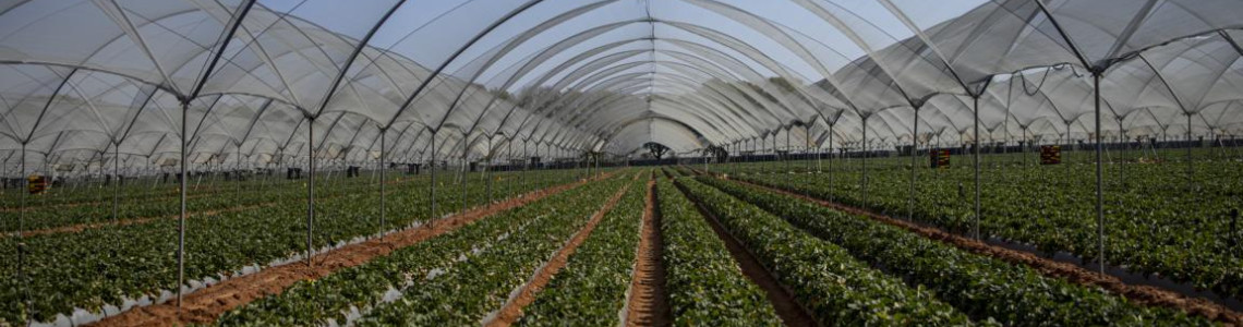 New Benefits of HDPE Virgin Shade Nets for Greenhouses and Nurseries in KenyaBlog Post