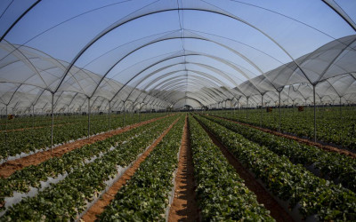 New Benefits of HDPE Virgin Shade Nets for Greenhouses and Nurseries in KenyaBlog Post