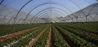 Passion Fruit Net: Trellis & Bird Protection Guide