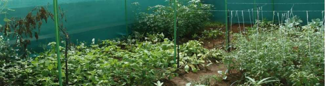 Using Shade Nets in Aquaculture and Farming: Best Practices for Kenyan Farms