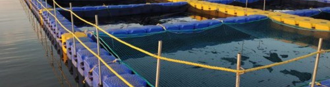 Tilapia Hatchery in Kenya: Equipment & Layout