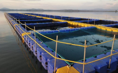 Tilapia Hatchery in Kenya: Equipment & Layout