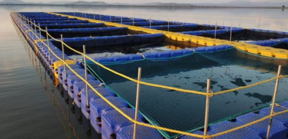 Tilapia Hatchery in Kenya: Equipment & Layout