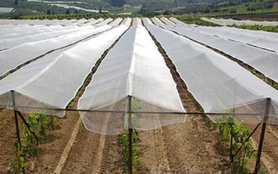 Shade Net vs Insect Net vs Bird Net: A Kenyan Farmer’s Guide