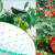 Anti Bird Netting in Kenya | Protect Crops Easily