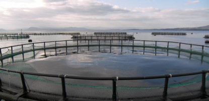 Fish Cage Net Installation Kenya – Lake Victoria Guide | Maimun Fishing & Tackles Ltd