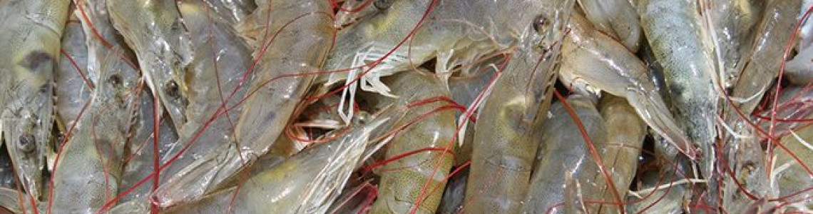Handling Crab and Prawn Harvest
