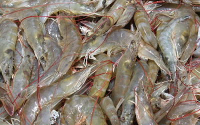 Handling Crab and Prawn Harvest