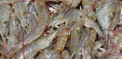 Handling Crab and Prawn Harvest