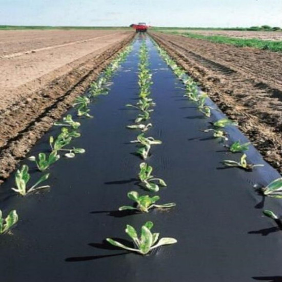 MULCH FILM 60 MICRONS 500M X 1.6M