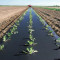 MULCH FILM 60 MICRONS 500M X 1.6M