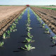 MULCH FILM 60 MICRONS 500M X 1.6M