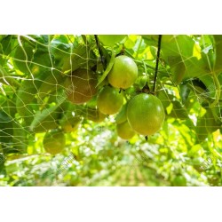 PASSION FRUIT NET 133M X 5M