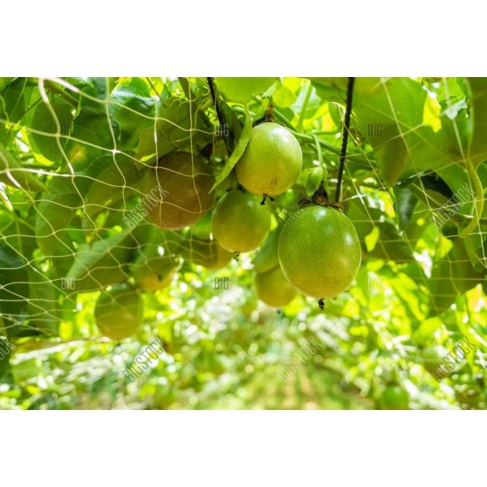 PASSION FRUIT NET 133M X 5M