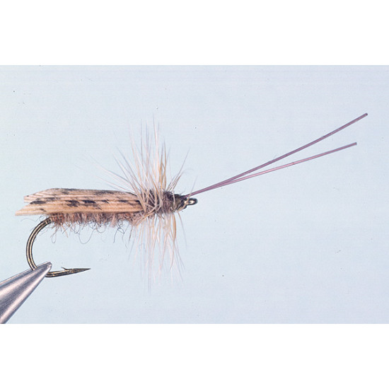 TENTWING CADDIS TENTWING CADDIS