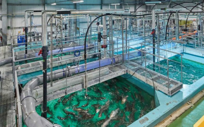 Best Aquaculture Supplies and Fish Farming Products in Kenya