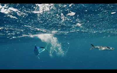 Fly Fishing in the Kenyan Highlands – Best Gear & Flies for Mt. Kenya Trout | MFT