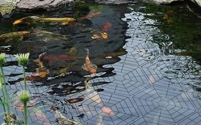 How to Set Up a Fish Pond in Kenya: Step-by-Step Guide for Successful Aquaculture
