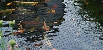 How to Set Up a Fish Pond in Kenya: Step-by-Step Guide for Successful Aquaculture