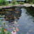 How to Set Up a Fish Pond in Kenya: Step-by-Step Guide for Successful Aquaculture