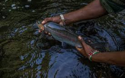 Fly Fishing in Kenya: Choosing the Right Fly Line, Leaders & Flies