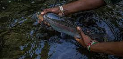 Fly Fishing in Kenya: Choosing the Right Fly Line, Leaders & Flies