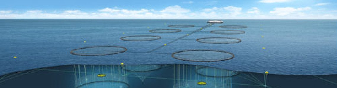 How to Use Predator Nets in Aquaculture: Complete Fish Farm Protection Guide in Kenya