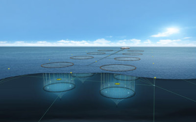 How to Use Predator Nets in Aquaculture: Complete Fish Farm Protection Guide in Kenya