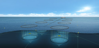 How to Use Predator Nets in Aquaculture: Complete Fish Farm Protection Guide in Kenya