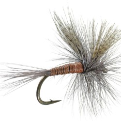 RED QUILL DRY