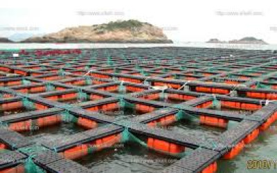 Guide to Aquaculture Equipment in Kenya – Build a Successful Fish Farm | Maimun Fishing & Tackles Ltd